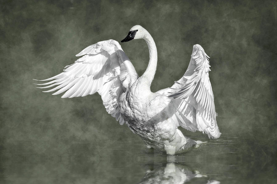 Trumpeter Swan in the Fog Photograph by Wes and Dotty Weber