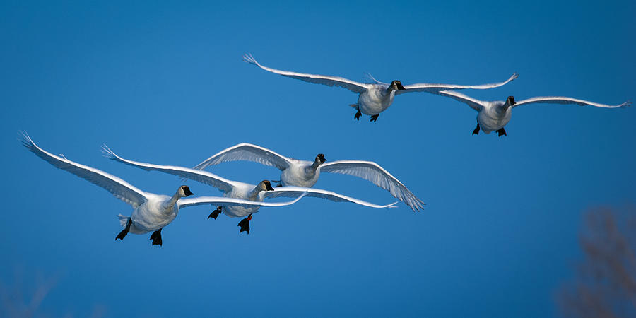 Trumpeter Swan Photograph by Jeff Phillippi