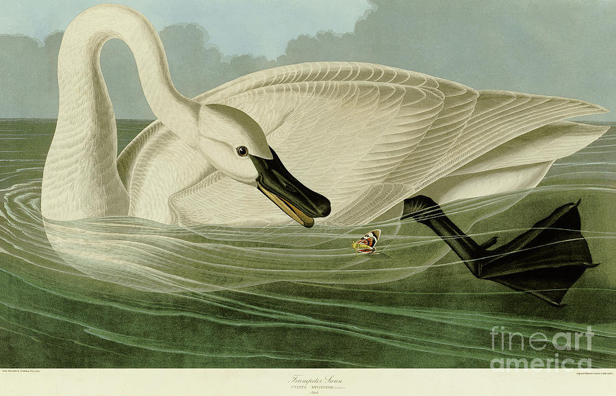 Trumpeter Swan John James Audubon Drawing by Heidi De Leeuw
