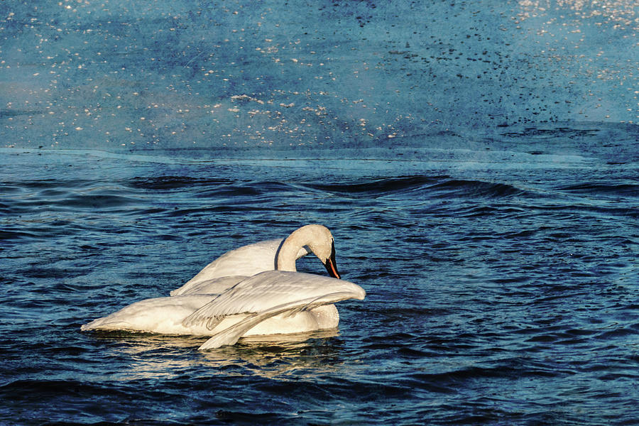 Trumpeter Swan Journey Photograph by Patti Deters