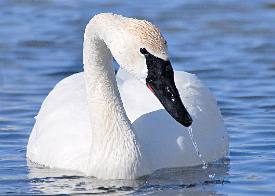 Trumpeter Swan Photograph by Larry Ricker