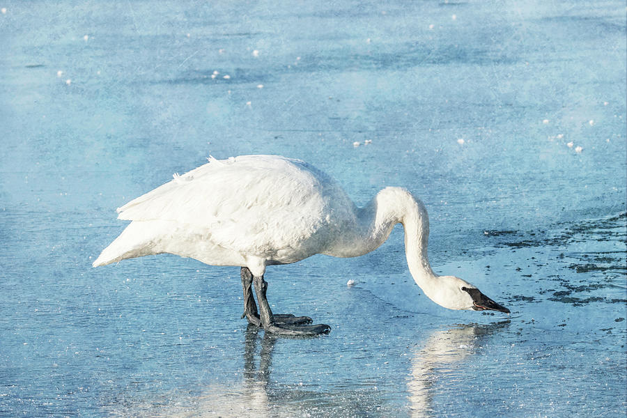 Trumpeter Swan Neck #2 Photograph by Patti Deters
