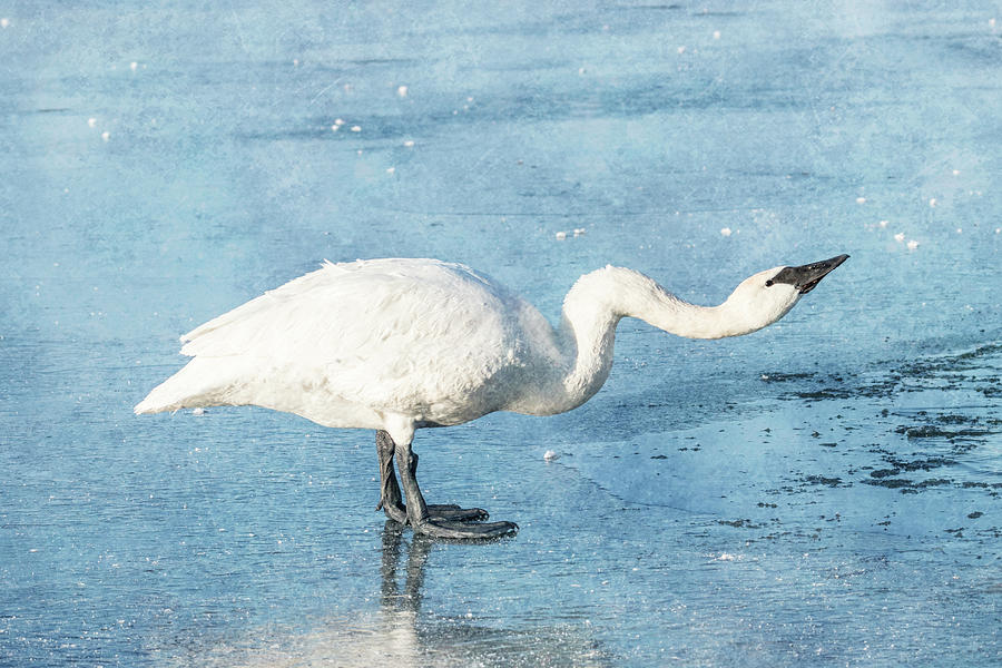Trumpeter Swan Neck #3 Photograph by Patti Deters