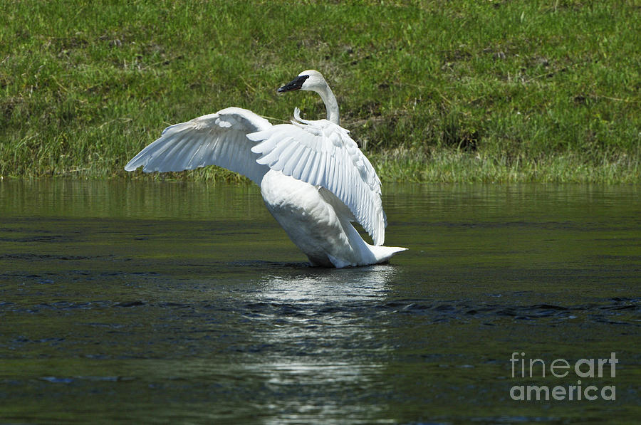 Trumpeter Swan on the Madison River Photograph by Sandra Bronstein