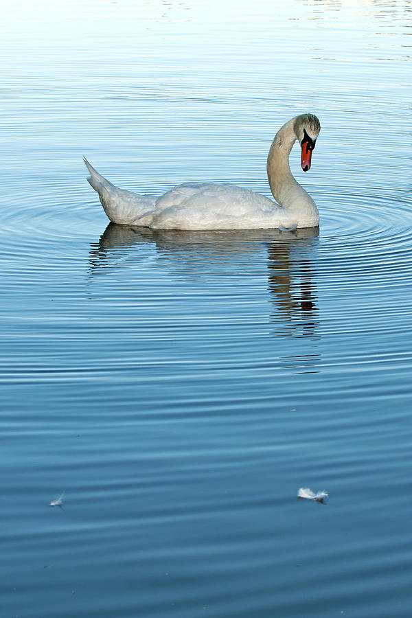Trumpeter Swan one Photograph by Terry Dadswell
