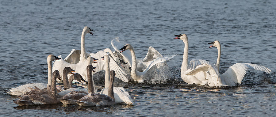 Swan Photograph - Trumpeter Swan Party by Patti Deters