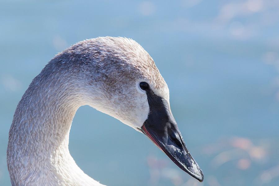 Trumpeter swan portrait Photograph by Lynn Hopwood