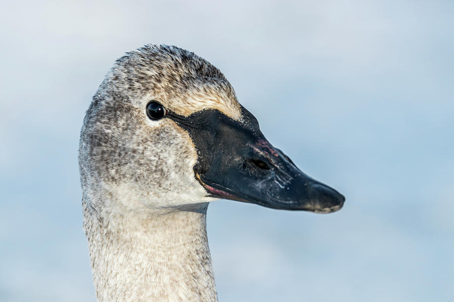 Trumpeter Swan Portrait Photograph by Patti Deters