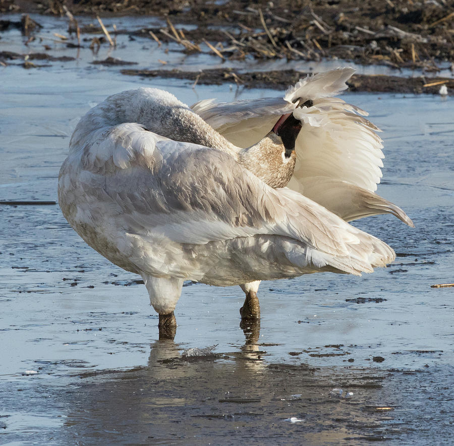 Swan Photograph - Trumpeter Swan Preening by Dee Carpenter