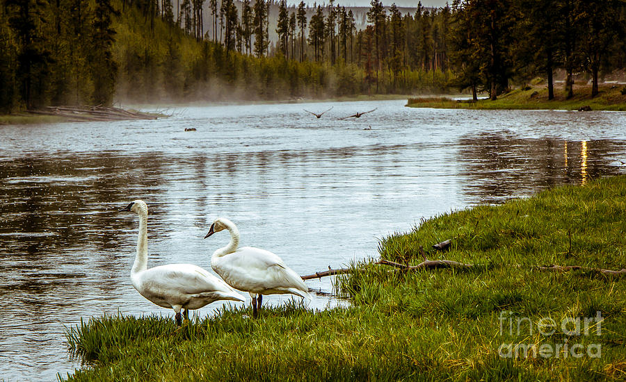 Trumpeter Swan Photograph by Robert Bales