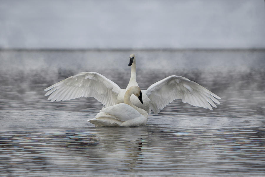 Swan Photograph - Trumpeter Swan Show Off by Patti Deters