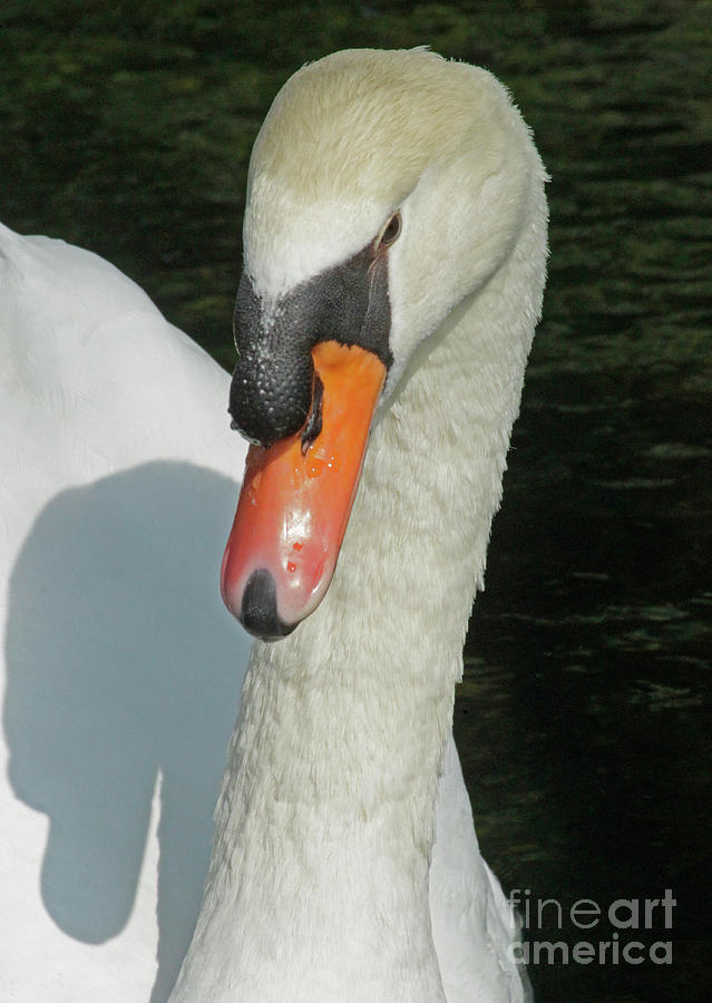 Trumpeter Swan-Signed-#0616 Photograph by J L Woody Wooden