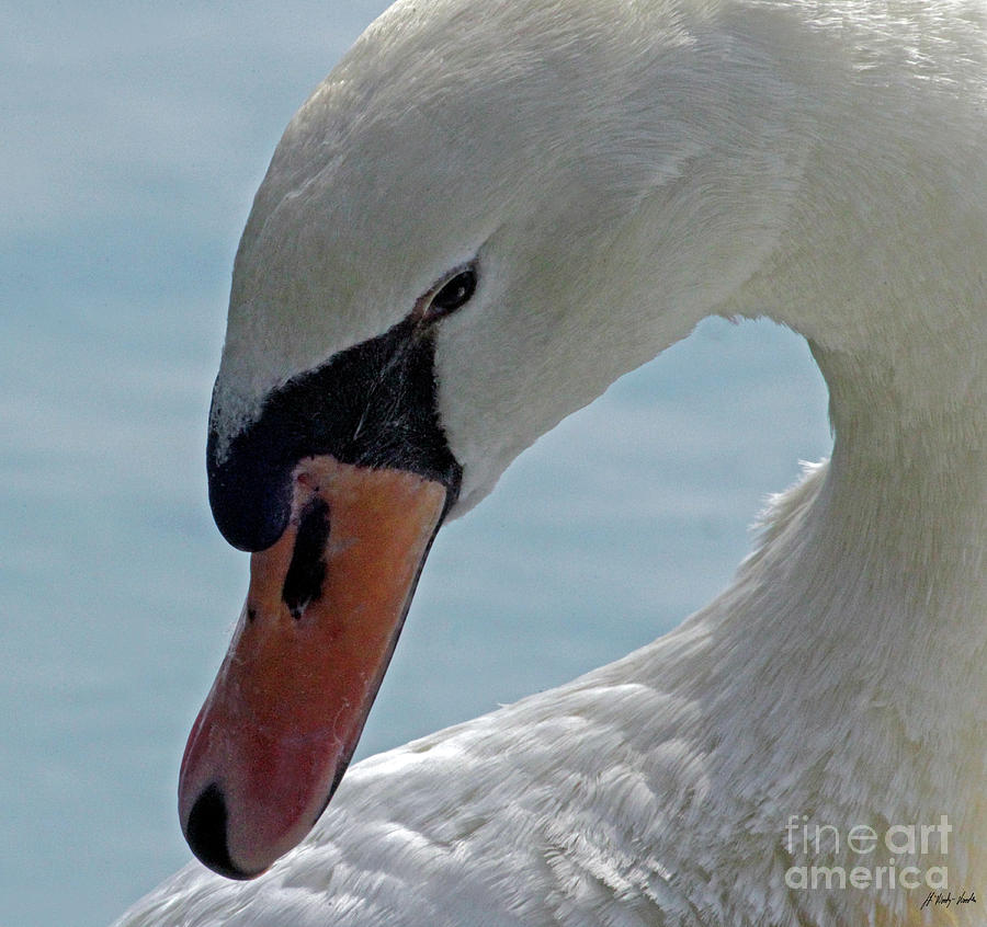 Trumpeter Swan-Signed-#0791 Photograph by J L Woody Wooden