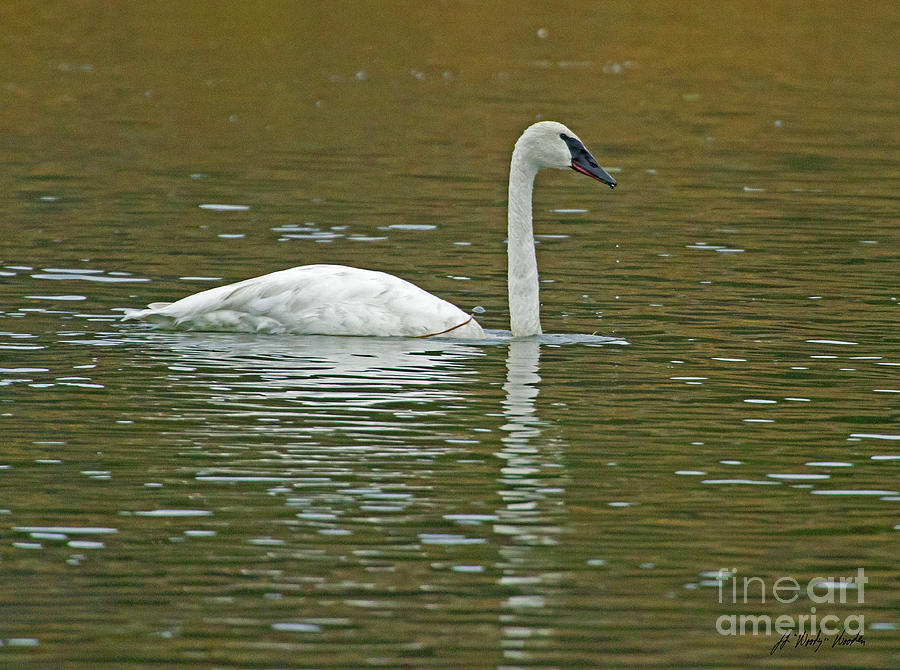 Trumpeter Swan-Signed-#0966 Photograph by J L Woody Wooden