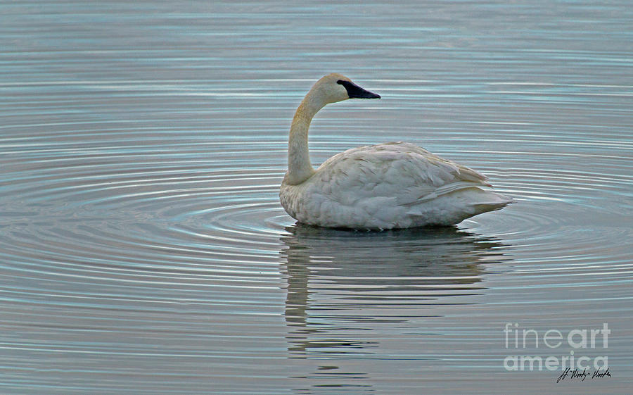 Trumpeter Swan-Signed-#7106 Photograph by J L Woody Wooden