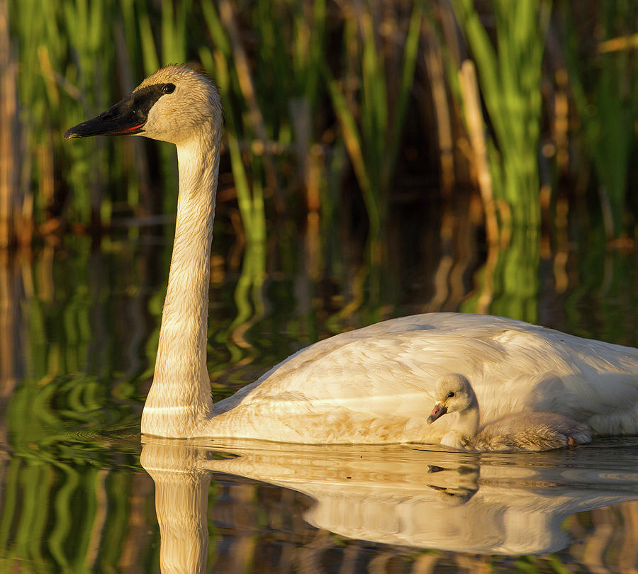 Trumpeter Swan with Cygnet Photograph by Max Waugh