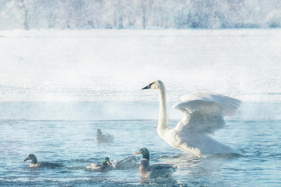 Trumpeter Swan with Ducks #1 Photograph by Patti Deters