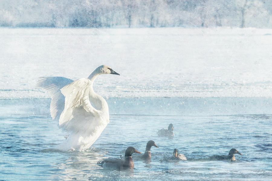 Trumpeter Swan with Ducks #2 Photograph by Patti Deters