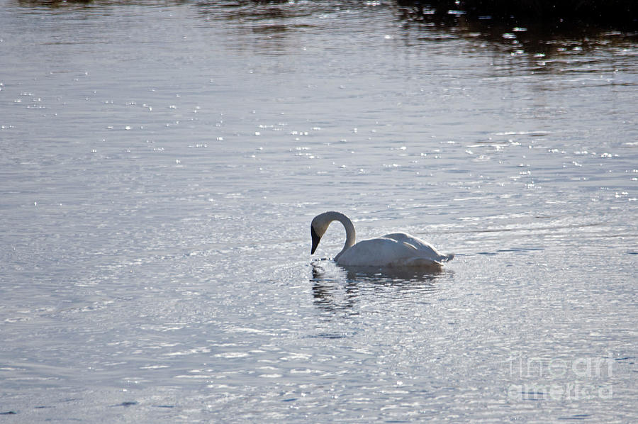 Trumpeter Swan Yellowstone Photograph by Cindy Murphy - NightVisions