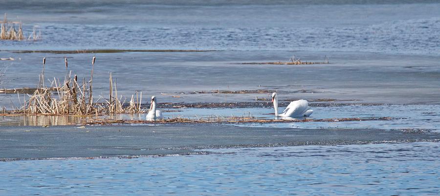 Trumpeter Swans 0933 Photograph by Michael Peychich