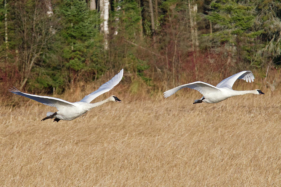 Trumpeter Swans 0994 Photograph by Michael Peychich