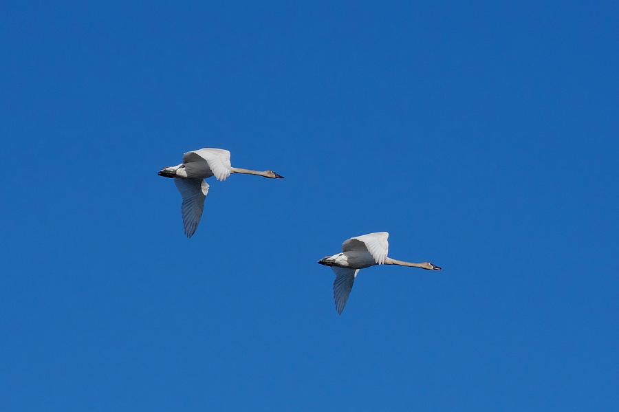 Trumpeter Swans 1725 Photograph by Michael Peychich