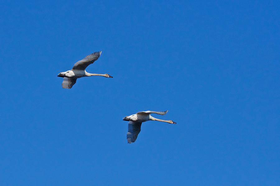 Trumpeter Swans 1726 Photograph by Michael Peychich