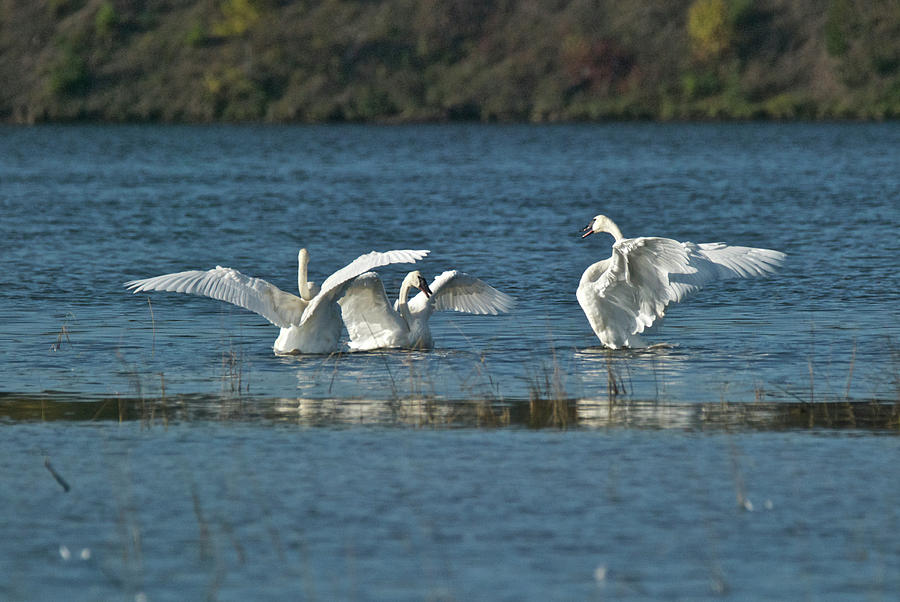Trumpeter Swans 9771 Photograph by Michael Peychich
