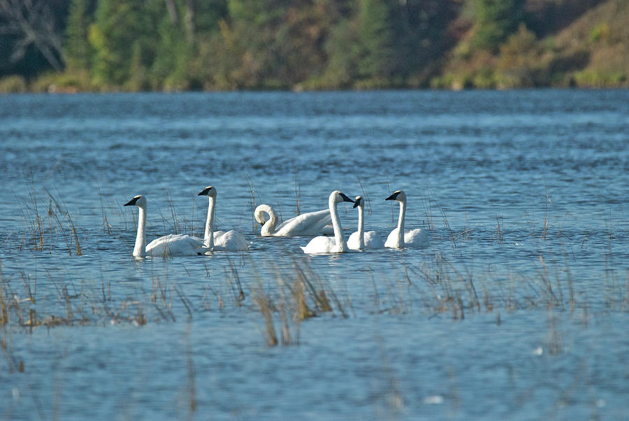 Trumpeter Swans 9778 Photograph by Michael Peychich
