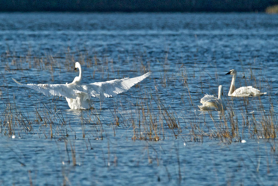Trumpeter Swans 9781 Photograph by Michael Peychich