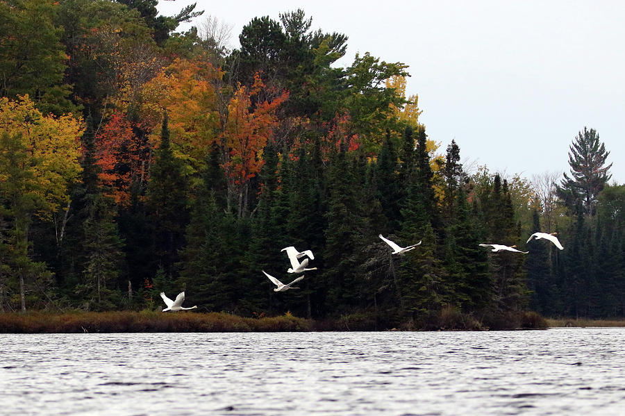 Trumpeter Swans Photograph by Brook Burling
