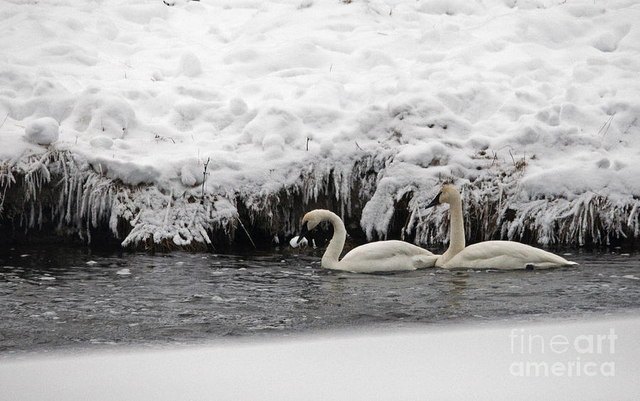 Trumpeter Swans Photograph by Cindy Murphy - NightVisions