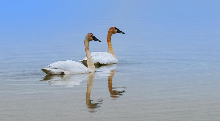 Trumpeter Swans Floating Along Photograph by Carolyn Hall