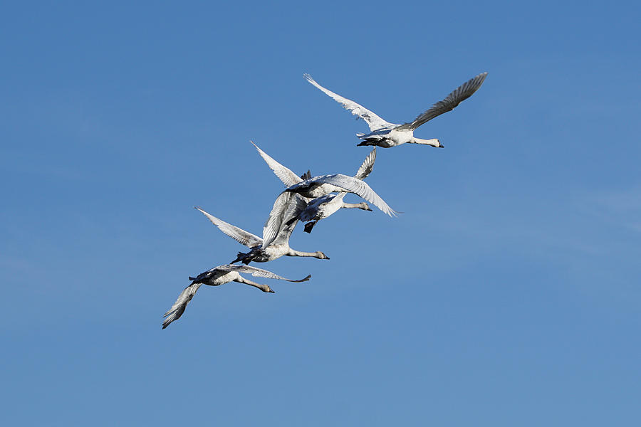 Trumpeter Swans Flying Photograph by Alan Hutchins
