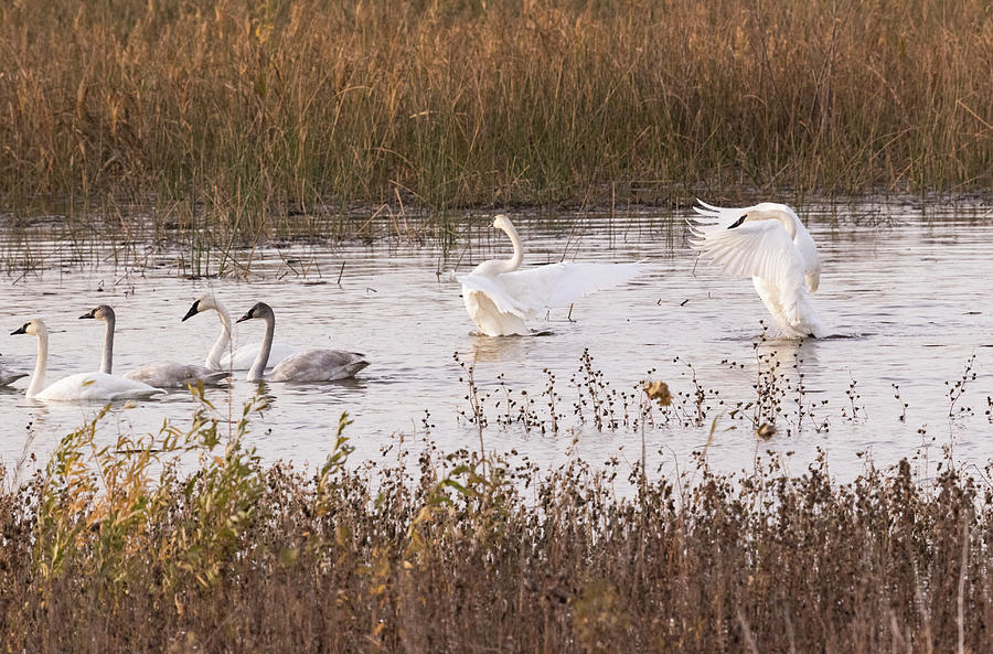 Trumpeter Swans Photograph by Holly Ross