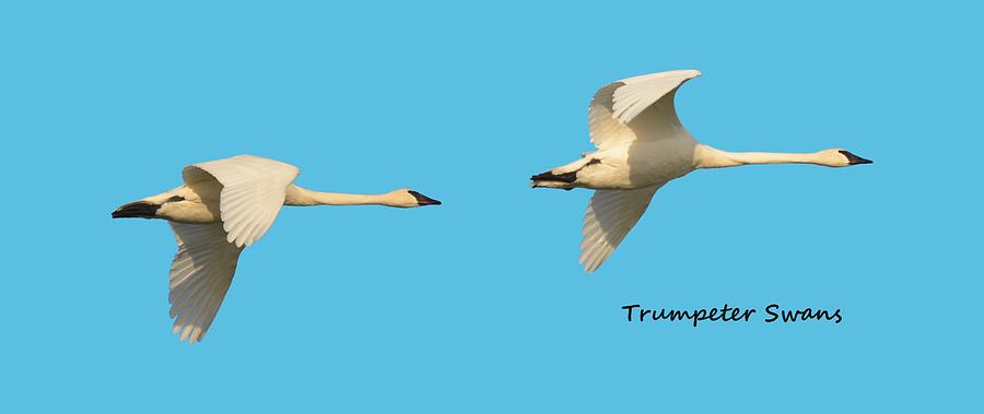 Trumpeter Swans in Flight Photograph by Whispering Peaks Photography