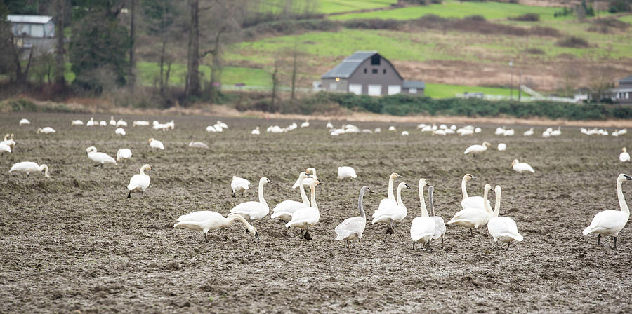 Trumpeter Swans in Skagit County Photograph by Tom Cochran