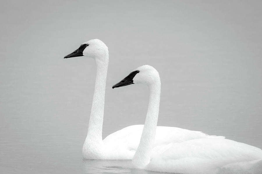 Trumpeter Swans Photograph by Jeff Phillippi