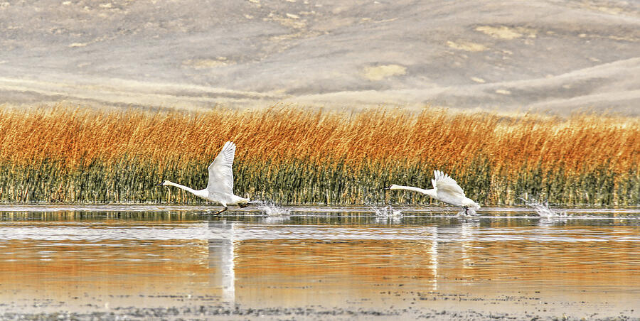 Swan Photograph - Trumpeter Swans  by Jennie Marie Schell