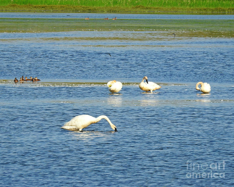 Trumpeter Swans Photograph by Kathy M Krause