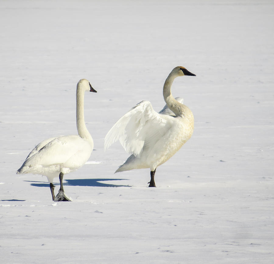 Trumpeter Swans On Ice Photograph By Deb Fedeler - Fine Art America