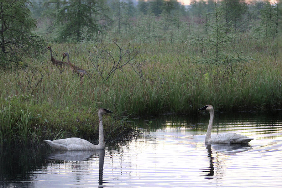 Trumpeter Swans and Sandhill Cranes Photograph by Brook Burling