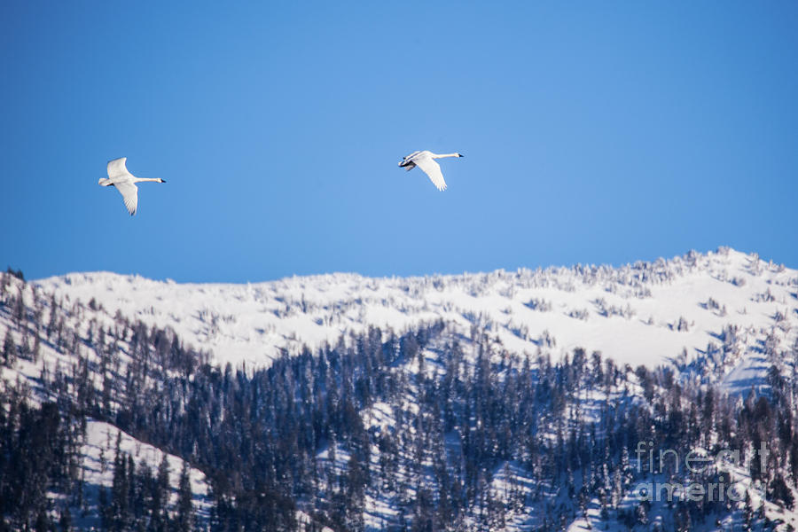Trumpeter Swans - Swan Valley Idaho Photograph by Bret Barton