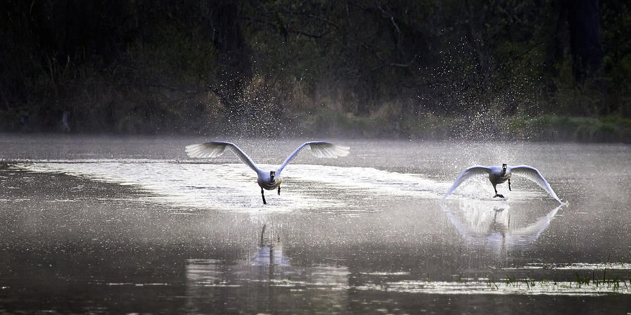 Trumpeter Swans Taking Off at Mill Pond Photograph by Michael Dougherty