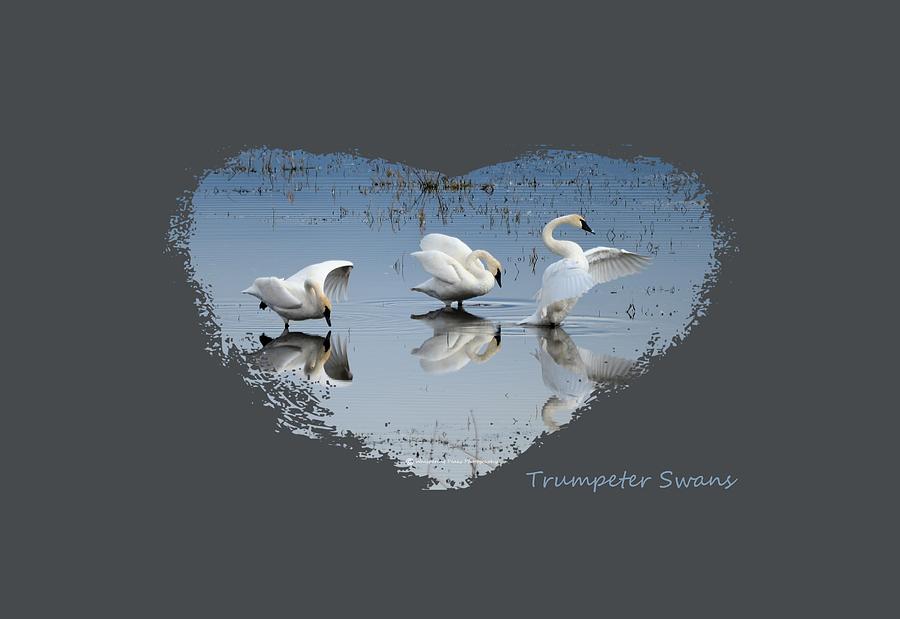 Trumpeter Swans Photograph by Whispering Peaks Photography
