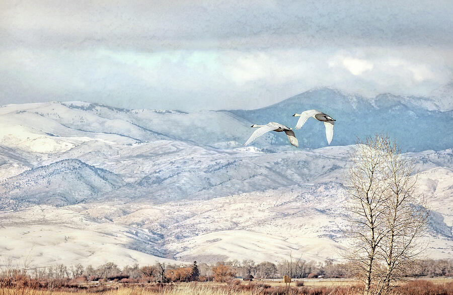 Trumpeter Swans Winter Flight Photograph by Jennie Marie Schell