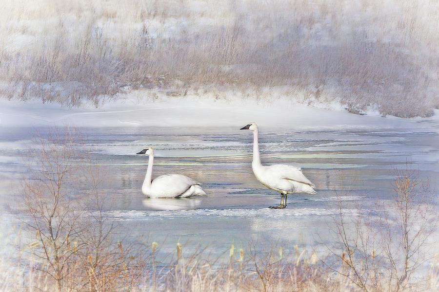 Trumpeter Swans Winter Rest Photograph by Jennie Marie Schell