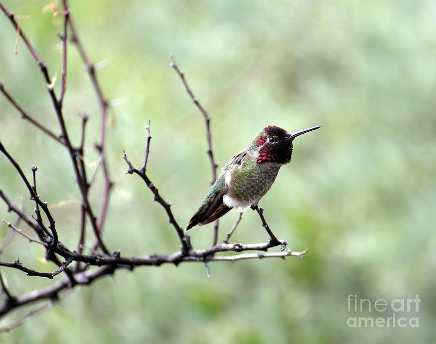 Trumpeting Hummingbird Photograph by Denise Bruchman