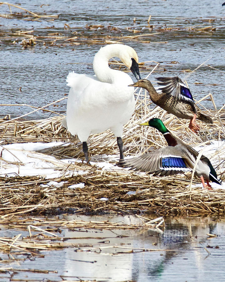Trumpter Swan And Mallards 0765 Photograph