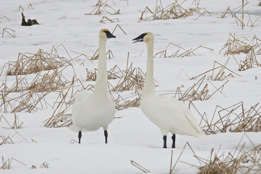 Trumpter Swans 8036 Photograph by Michael Peychich